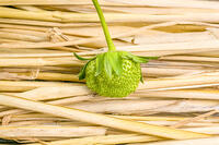 イチゴの花托が成長する [NIC110000548]