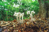 ギンリョウソウの花 [NIC110000549]