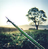 一滴の露 [NIC110000550]