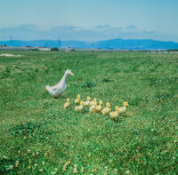 アヒルの親子 [NIC110000553]