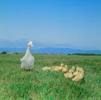 アヒルの親子 [NIC110000554]