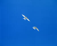 アジサシが舞う [NIC110000555]