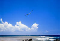 アジサシ飛ぶ空 [NIC110000557]