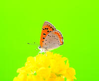 ベニシジミ [NIC110000558]