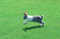 ウサギ [NIC110000560]