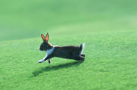 ウサギ [NIC110000561]