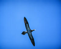 悠然と空を舞うカツオドリ [NIC110000563]