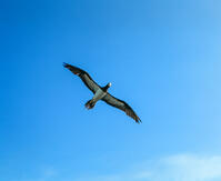 悠然と空を舞うカツオドリ [NIC110000564]