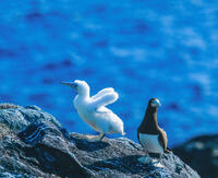 カツオドリの親子 [NIC110000565]