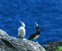 カツオドリの親子 [NIC110000566]