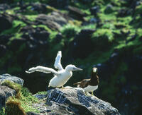 カツオドリの親子 [NIC110000568]