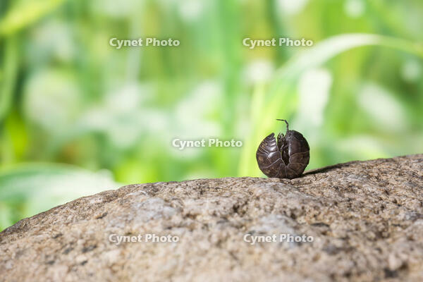 丸くなったダンゴムシ [NIC110000468]