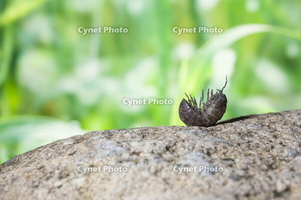 起き上がろうとするダンゴムシ [NIC110000469]