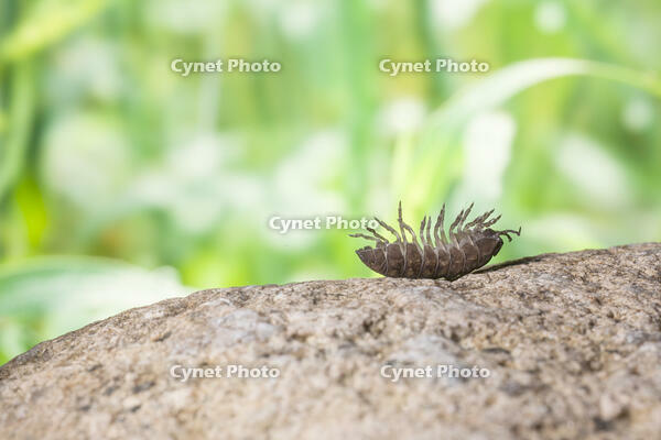 起き上がろうとするダンゴムシ [NIC110000471]