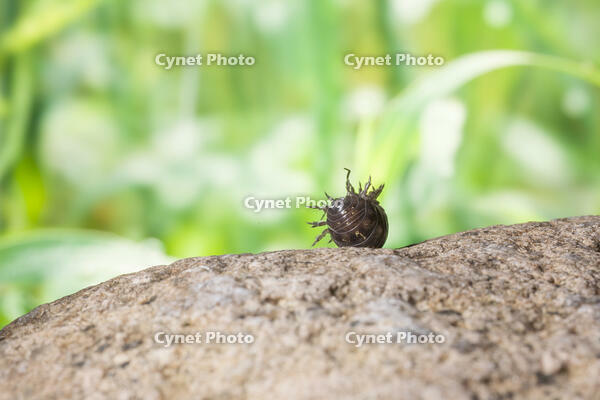 起き上がろうとするダンゴムシ [NIC110000472]