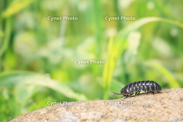 ダンゴムシ [NIC110000473]