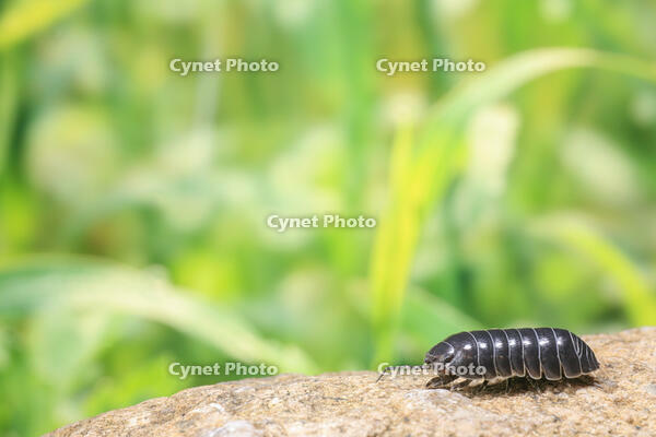 ダンゴムシ [NIC110000474]