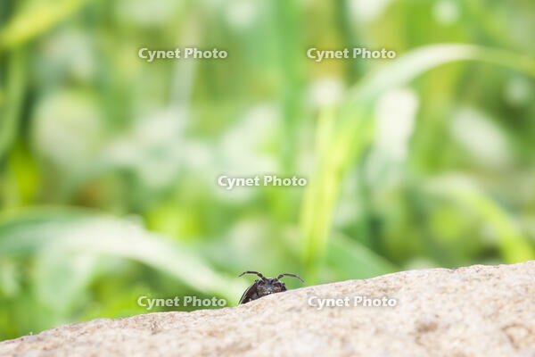 周りの様子をうかがうダンゴムシ [NIC110000475]