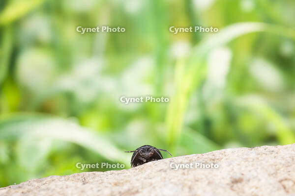 周りの様子をうかがうダンゴムシ [NIC110000476]