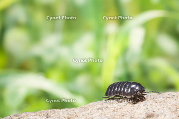 周りの様子をうかがうダンゴムシ [NIC110000477]