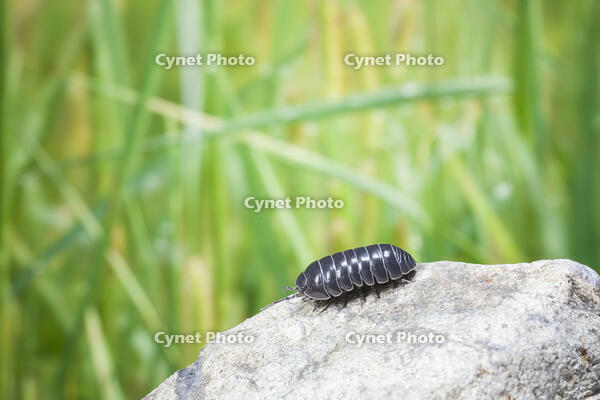 ダンゴムシ [NIC110000479]