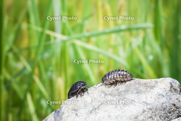 ダンゴムシのオスとメス [NIC110000480]