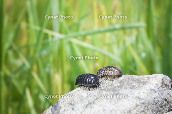 ダンゴムシのオスとメス [NIC110000482]