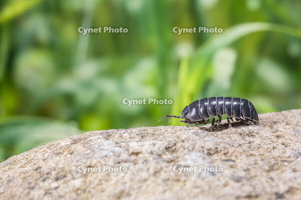 ダンゴムシ [NIC110000484]