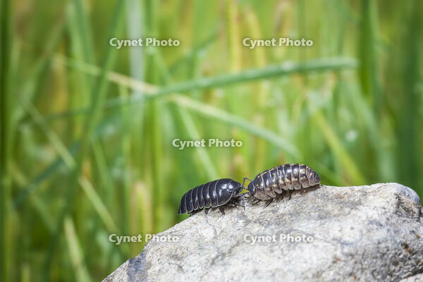 ダンゴムシのオスとメス [NIC110000485]