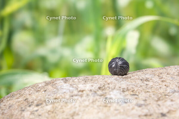 丸くなったダンゴムシ [NIC110000486]