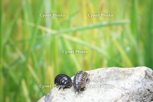 ダンゴムシのオスとメス [NIC110000488]