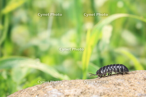 ダンゴムシ [NIC110000489]