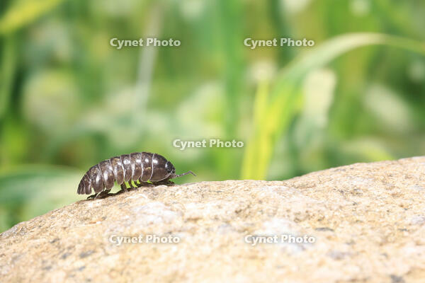 ダンゴムシ [NIC110000490]