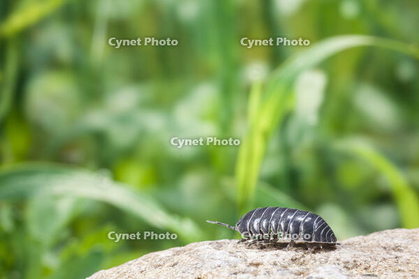 ダンゴムシ [NIC110000491]