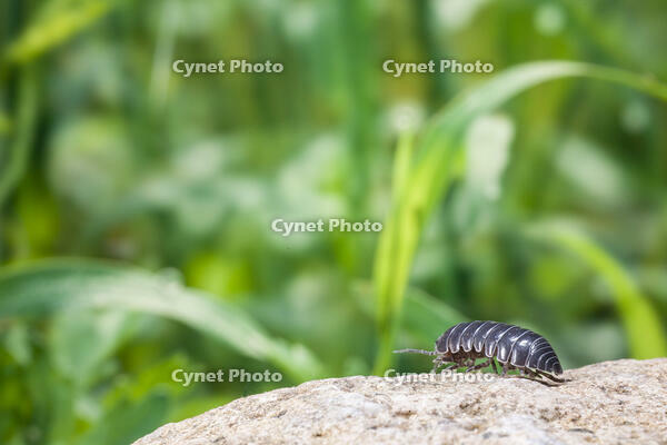 ダンゴムシ [NIC110000492]