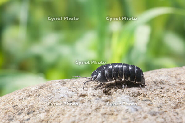 ダンゴムシ [NIC110000494]