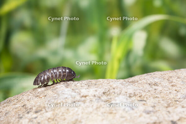 ダンゴムシ [NIC110000496]