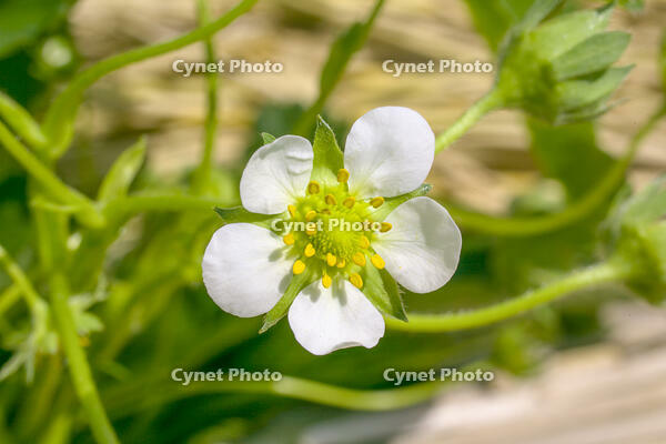 イチゴの花 [NIC110000497]