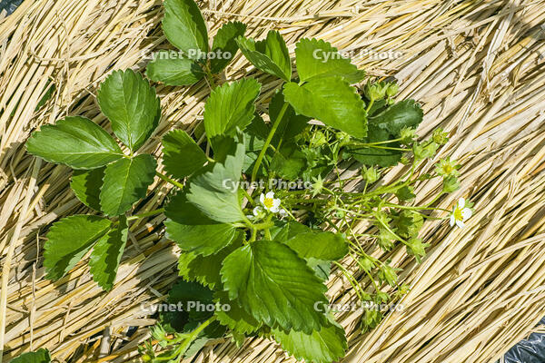 イチゴの露地栽培 [NIC110000498]