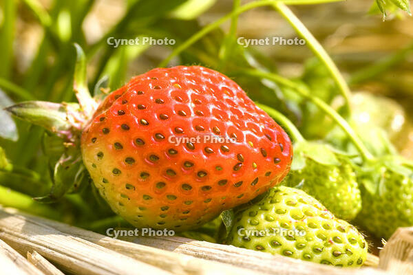 イチゴの露地栽培 [NIC110000499]