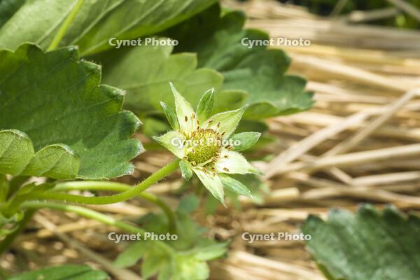 イチゴの露地栽培 [NIC110000500]