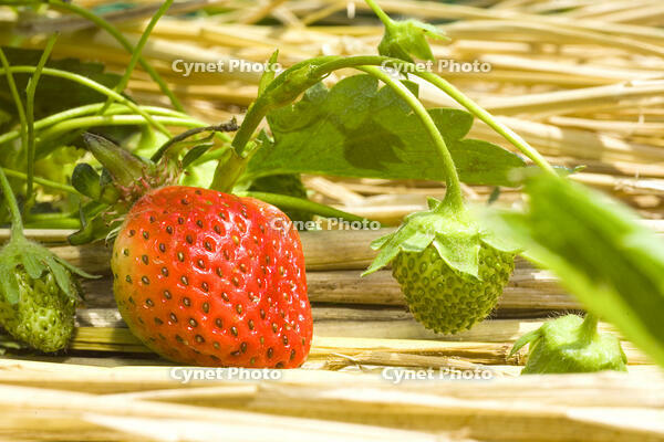 イチゴの露地栽培 [NIC110000501]