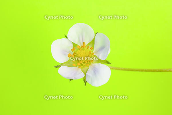 イチゴの花 [NIC110000543]