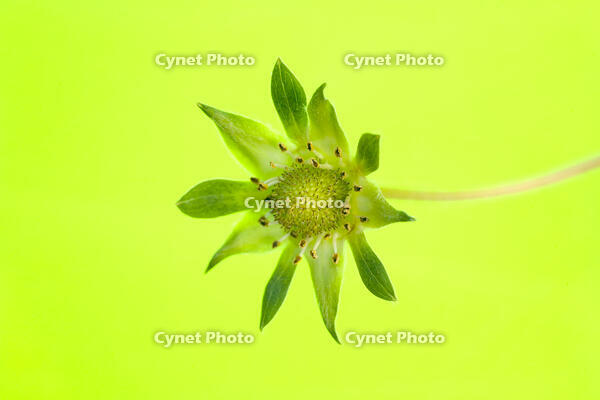 イチゴの花が散り花托ができる [NIC110000544]