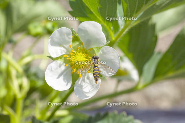 イチゴの花に来たアブ [NIC110000545]