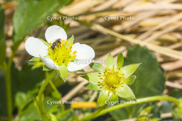 イチゴの花に来たアブ [NIC110000546]