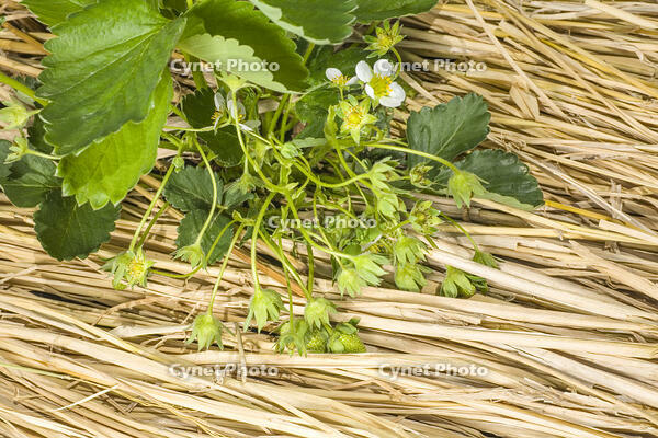イチゴの花が散り花托ができる [NIC110000547]