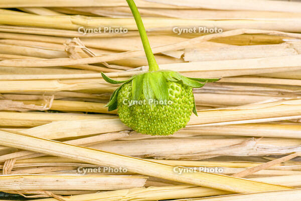イチゴの花托が成長する [NIC110000548]