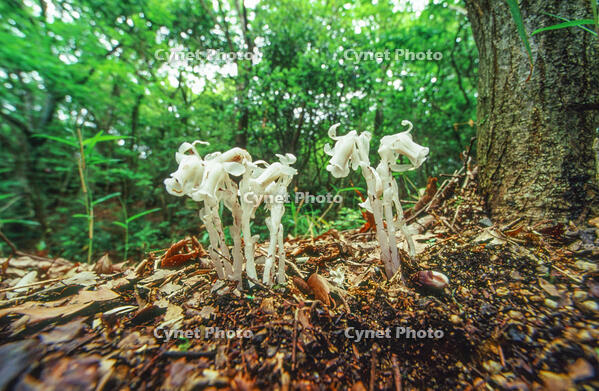 ギンリョウソウの花 [NIC110000549]