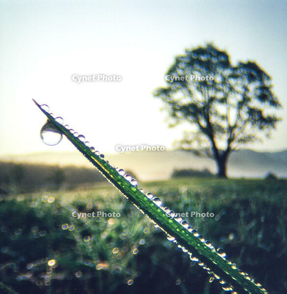 一滴の露 [NIC110000550]